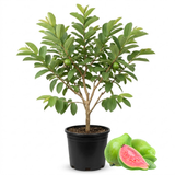 Pink Guava Tree Live Plant | 3 Gallon Pot - 3 Ft Tall | Sweet Pink Flesh Fruit Tree| Guava Plants Live for Planting in Backyards, Patios & Warm Climates (No Ship to CA,HI,AK)