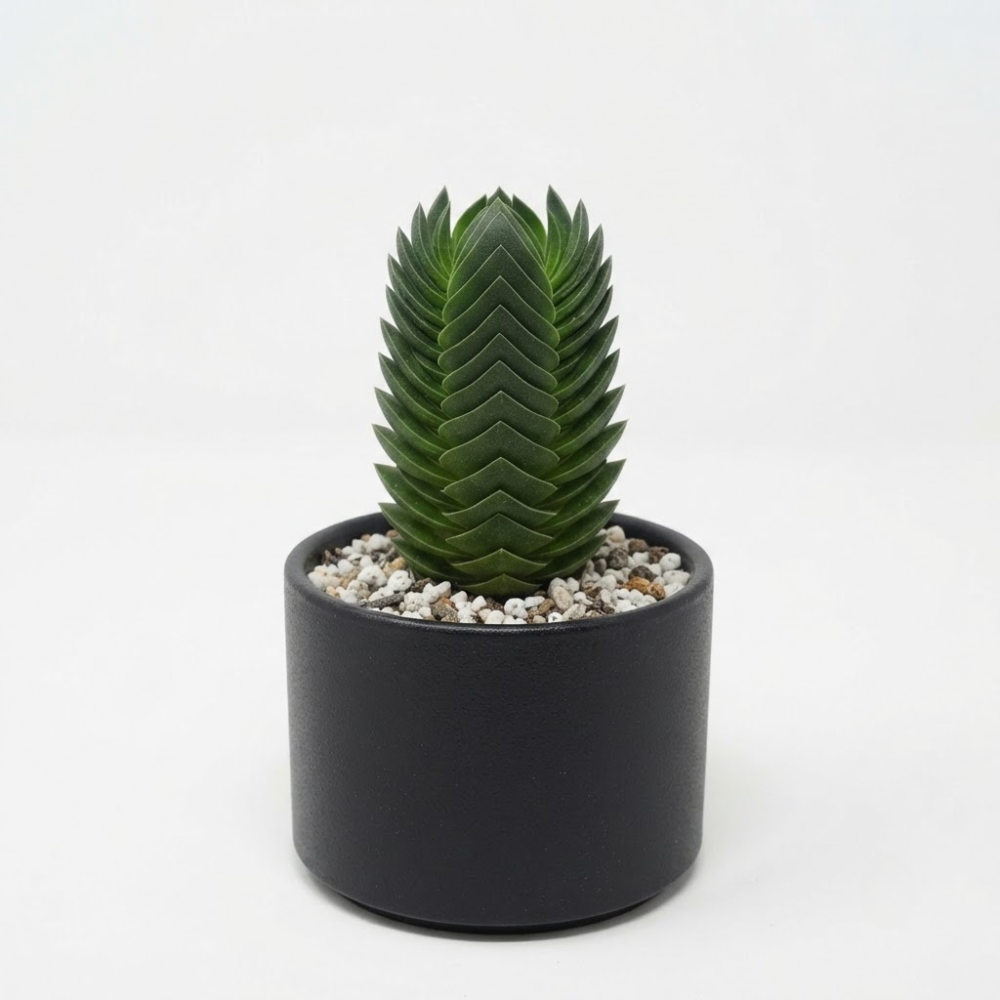 3 Live Succulent Crassula, Buddha's Temple Succulent in 2 Inch Pot, Low Maintenance, Thrives in Home & Office, Perfect for Plant Enthusiasts