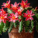 Red Easter Cactus Plants Live 3 Inch Tall | Compact Flowering Easter Cactus, Low Maintenance Indoor Houseplant