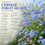 150 Pcs Chinese Forget Me Not Seeds for Planting Outdoors, Non-GMO Heirloom Blue Flowers, Low Maintenance Vigorous Blooms for Stunning Yard Borders