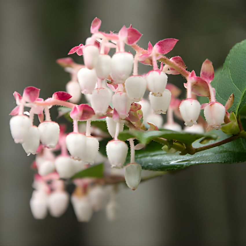 Salal Live Plants, 6 Inch Tall Bare Root Seedlings, Gaultheria Shallon Native Evergreen Shrub, Edible Berry Plant for Landscapes