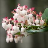 Salal Live Plants, 6 Inch Tall Bare Root Seedlings, Gaultheria Shallon Native Evergreen Shrub, Edible Berry Plant for Landscapes