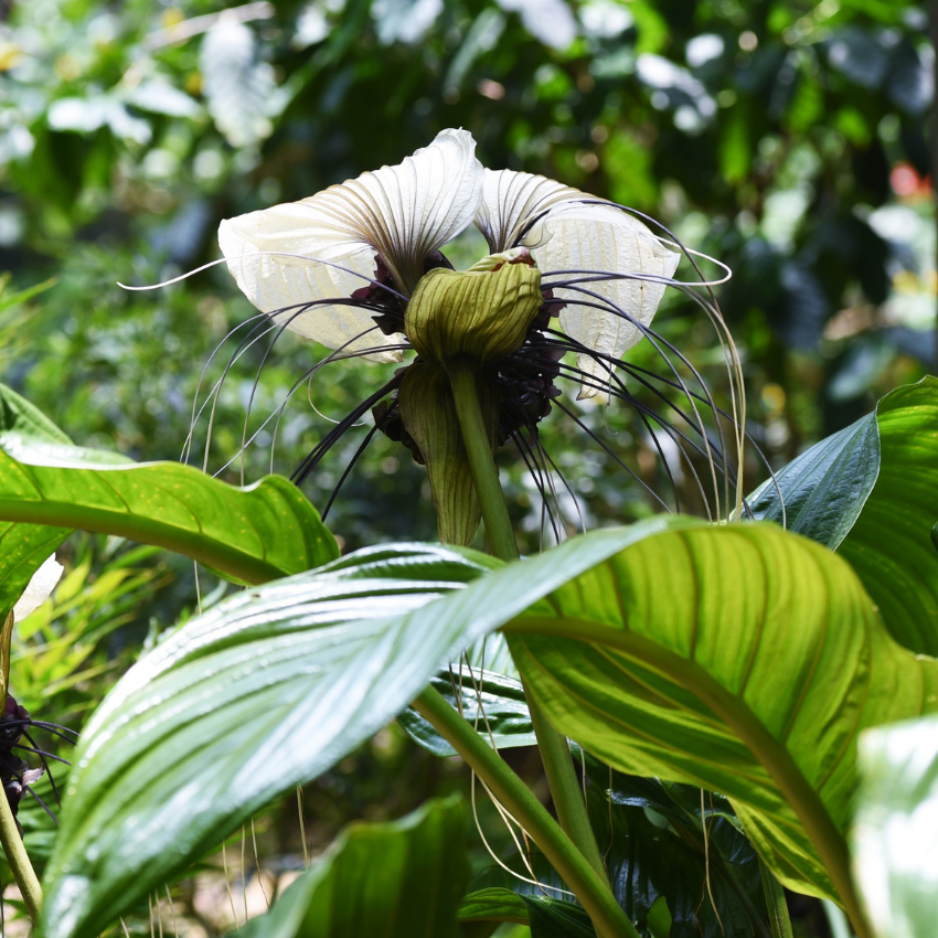Tacca Chantrieri | Black Bat Flower Live Plant - 4 Inch Tall | Unique Tropical Houseplant for Indoor Growing, Home Decor & Exotic Plant Displays | Easy to Grow