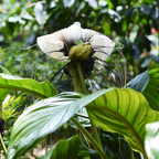 Tacca Chantrieri | Black Bat Flower Live Plant - 4 Inch Tall | Unique Tropical Houseplant for Indoor Growing, Home Decor & Exotic Plant Displays | Easy to Grow
