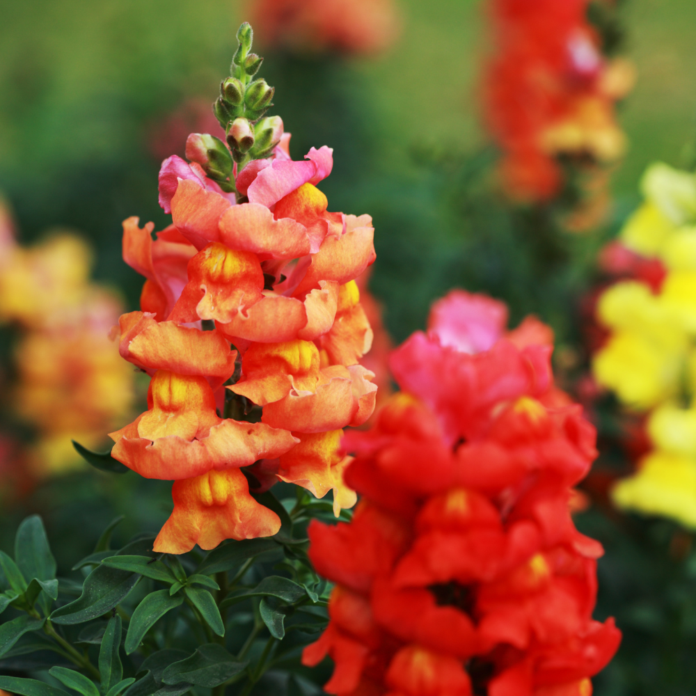 30 Pcs Chantilly Bronze Snapdragon Seeds, Heirloom Non-GMO Open-Faced Flowers, Sturdy Tall Stems for Cut Floral Bouquets