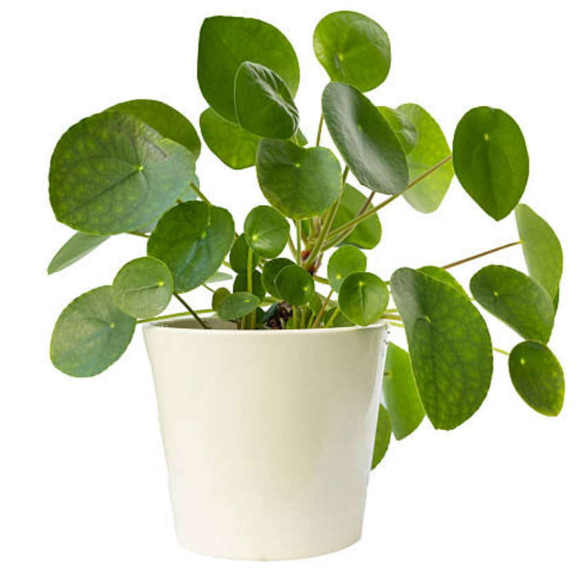 2 Chinese Money Plant Live House Plant in 2 Inch Pot, Pilea Peperomioides Plant Live, Attractive Indoor Greenery for Desks, Shelves & Small Spaces, Real Plants for Home & Office Décor
