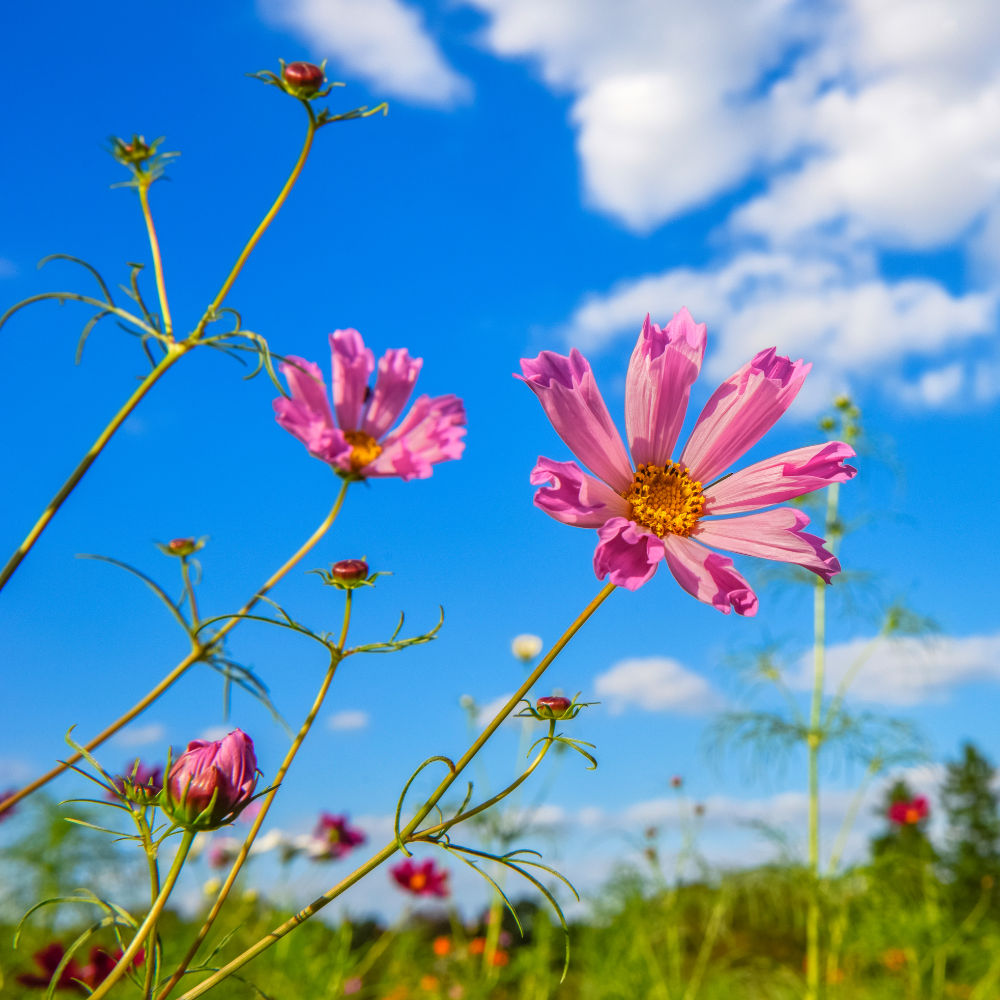 100 Pcs Sea Shells Cosmos Seeds for Planting Outdoors, Non-GMO Heirloom Petal Flowers, Low Maintenance Pink & White Blooms for Yard Borders