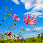 100 Pcs Sea Shells Cosmos Seeds for Planting Outdoors, Non-GMO Heirloom Petal Flowers, Low Maintenance Pink & White Blooms for Yard Borders