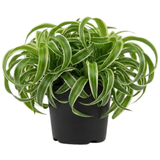 Curly Spider Plant Live in 4 Inch Pot, Live Spider Plants Indoor, Air-Purifying, Low Maintenance, Perfect for Home and Office Décor, Easy Care Starter Plants