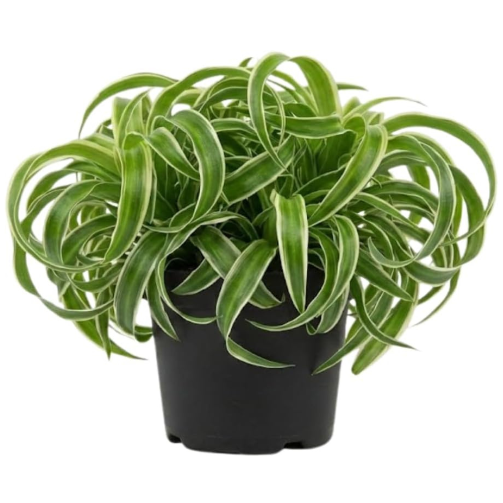 Curly Spider Plant Live in 4 Inch Pot, Live Spider Plants Indoor, Air-Purifying, Low Maintenance, Perfect for Home and Office Décor, Easy Care Starter Plants