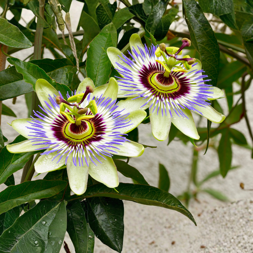 3 Count Live Purple Passiflora Starter Plant | Produce Purple Flower | for Trellis, Hedge 4 to 8 Inch Tall | Maypop Live Plant| Well-Rooted for Home & Garden
