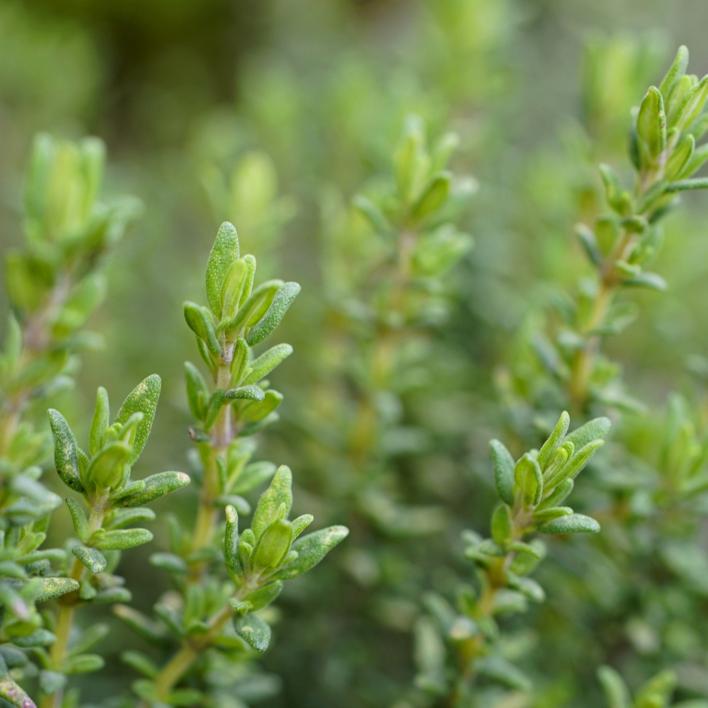 Thyme Plants Live, French Thyme, 4-Inch Tall, Easy to Grow & Low Maintenance, Fresh Culinary Herb for Cooking, Indoor/Outdoor Herb Garden