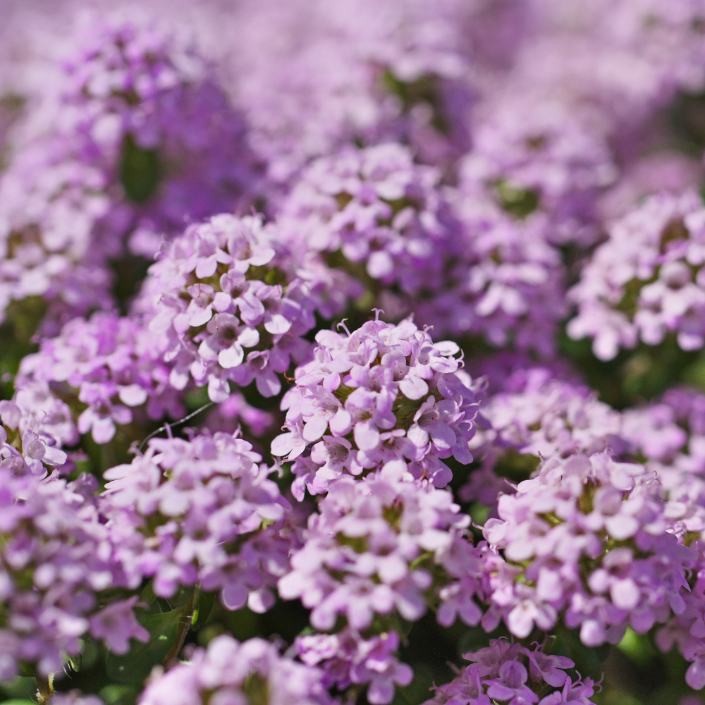 250 Pcs Creeping Thyme Seeds for Planting Outdoors, Non-GMO Heirloom Ground Cover, Fragrant Pink Blooms for Gardens & Walkways
