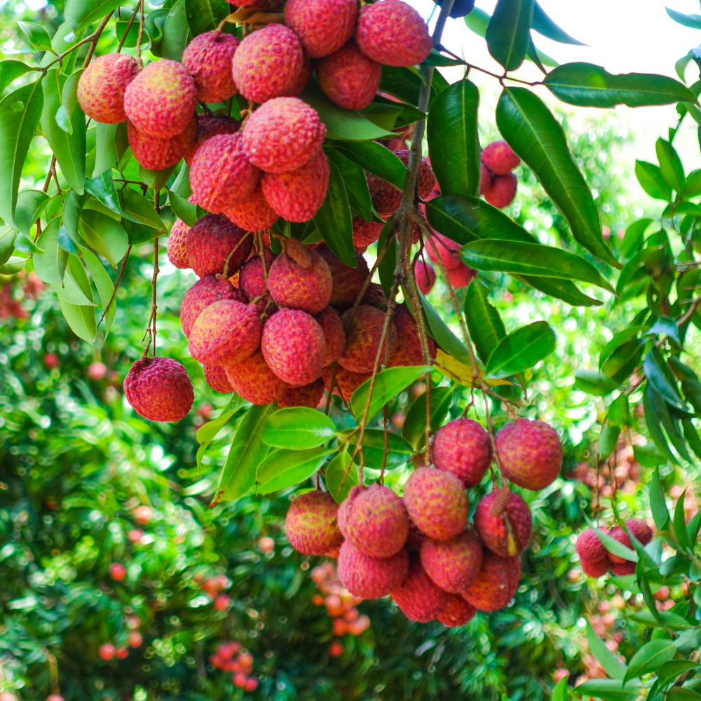 (No Ship to CA,HI,AK) Mauritius Lychee Trees Live Plants | 2.5–3 Ft Live Potted Plant | Compact Sweet Fruit Tree for Patios, Balconies & Backyard Gardens