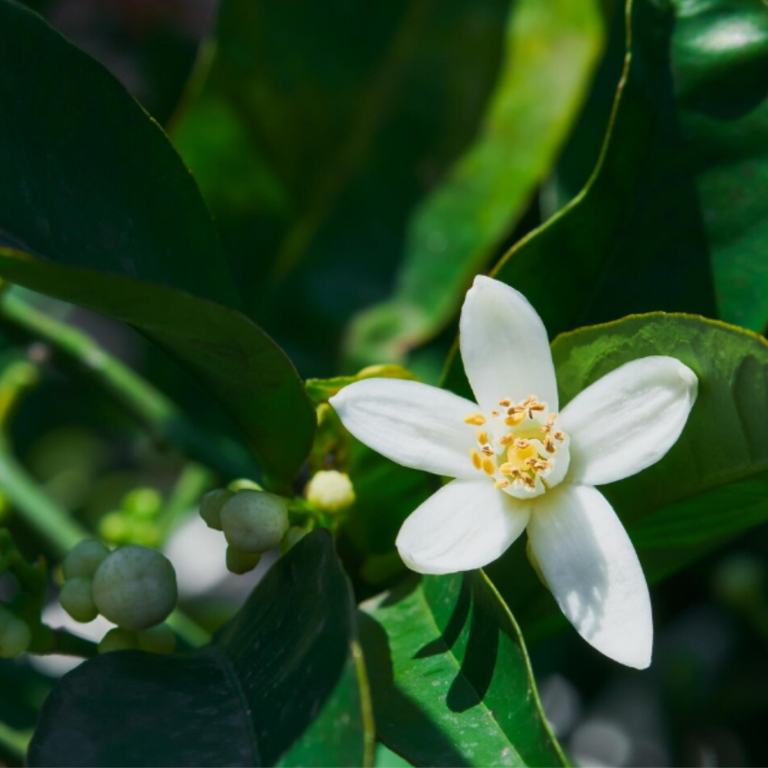 (No Ship to CA, HI, AK) Orange Jasmine Plant Live | Jasmine Tree Live Plant in 3 Gallon Pot, 30–36 Inch Tall | Easy to Grow Flowering Plant for Gardens, Courtyards, Walkways & Outdoor Spaces | No Ship to CA,HI,AK