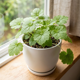 Piggyback Plant in 4-Inch Pot | Tolmiea Menziesii Live Houseplant | Unique Fern-Like Foliage for Indoor Home and Office Décor