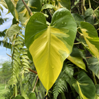 3 Philodendron Live Plant in 4" Pot, Heart Leaf Philodendron Cordatum Brasil, Indoor Vining Houseplant for Tabletop Decor, Gifting and Plant Collections