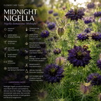 100 Pcs Midnight Nigella Seeds for Planting Outdoors, Non-GMO Heirloom Love in a Mist Flowers, Low Maintenance Dark Violet Blooms for Yard Borders