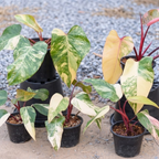 2 Thai Constellation Monstera Plant, Red Philodendron | 2 Collection Rare Houseplants| Size 4-6 Inc | Variegated Leaves Philodendron Plant | Unique Gift for Mom, Friend, Women, Her, Birthday Gifts