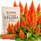 50 Pcs Sunday Orange Celosia Seeds, Heirloom Feather Amaranth for Planting, Fast-Growing Plants for Bright Sunlit Gardens
