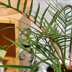 Tortum Philodendron Plant Live, Philodendron Tortum 4 Inch Potted Plant, Indoor Foliage Plant for Shelves, Desks and Modern Interiors