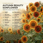 25 Pcs Autumn Beauty Sunflower Seeds for Planting, Non-GMO Heirloom Tall Flowers, Sturdy Vigorous Stalks for Vibrant Summer to Fall Gardens