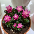 Anacampseros Telephiastrum, Variegatum Sunrise Succulent in 2 Inch Pot, Perfect for Indoor Accent Décor, Minimalist Spaces & Gift Giving