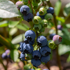 2 Small Huckleberry Plants Live for Planting in Pot, Easy to Grow, Cold-Hardy Native Deciduous Shrub, Well-Rooted Small Starter Plants for Home Garden