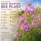 50 Pcs Rocky Mountain Bee Plant Seeds for Planting Outdoors, Non-GMO Heirloom Tall Flower Seeds, Low Maintenance Pink Blooms for Yard Borders