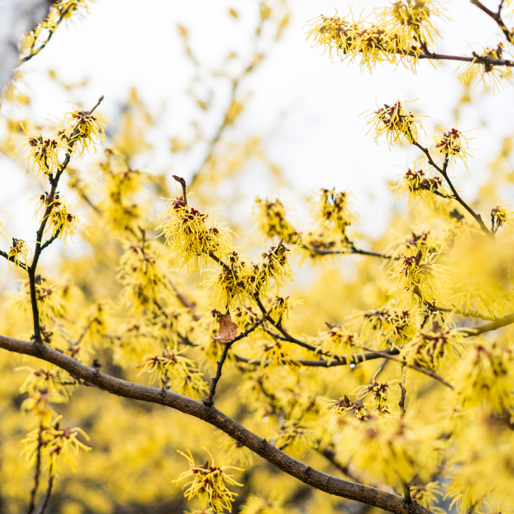 5 Pcs American Witch Hazel Seeds, Heirloom Non-GMO Native Shrub for Late Fall Blooms, Sturdy Fragrant Yellow Flowers for Yard Borders