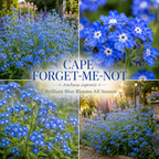 200 Pcs Cape Forget Me Not Seeds, Heirloom Non-GMO Summer Flowers, Low Maintenance Drought-Tolerant Blooms for Yard Borders