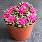 Anacampseros Telephiastrum, Variegatum Sunrise Succulent in 2 Inch Pot, Perfect for Indoor Accent Décor, Minimalist Spaces & Gift Giving
