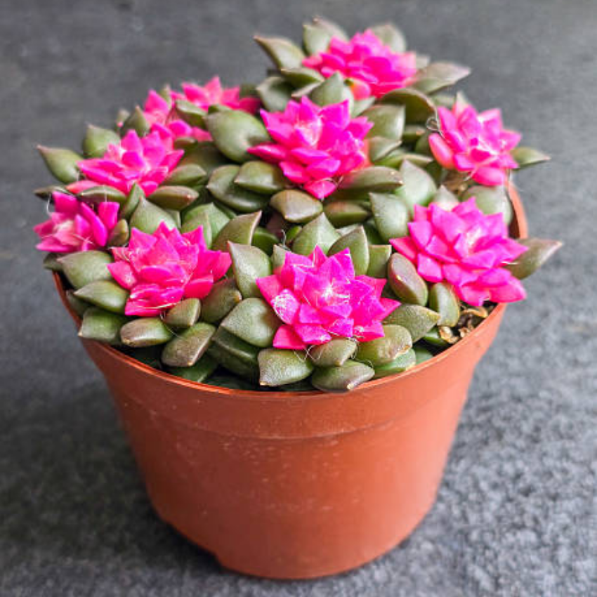 Anacampseros Telephiastrum, Variegatum Sunrise Succulent in 2 Inch Pot, Perfect for Indoor Accent Décor, Minimalist Spaces & Gift Giving