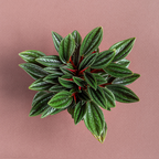 2 Peperomia Live Plant, Peperomia Napoli Nights 2 Inch Potted, Rare Indoor Houseplant for Home Office Decor and Plant Collections