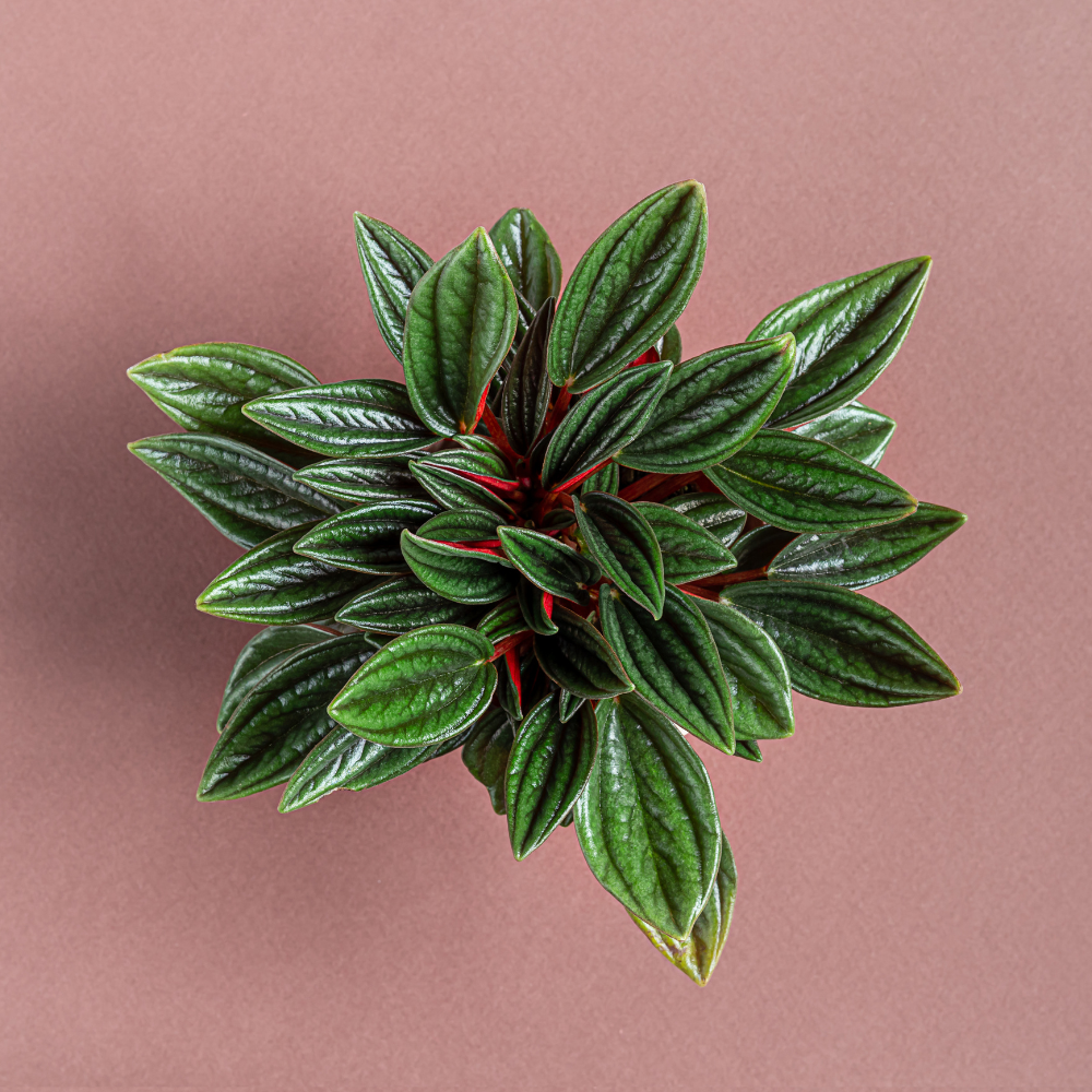 2 Peperomia Live Plant, Peperomia Napoli Nights 2 Inch Potted, Rare Indoor Houseplant for Home Office Decor and Plant Collections