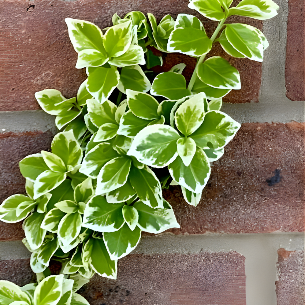 Glacier English Ivy Live Plants in 4” Inch Pot | Fast-Growing Variegated English Ivy Houseplant with Trailing Vines | Glacier English Ivy Indoor Plant for Hanging Planters & Indoor Landscaping