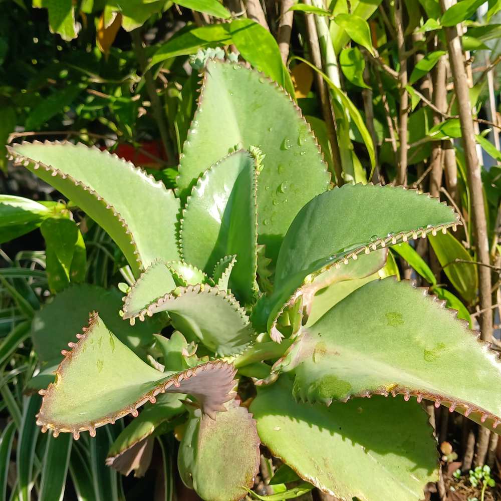 Kalanchoe Mother of Thousands Plant Live in 4" Inch Pot | Unique Fast-Growing Succulent | Ideal Indoor Houseplant for Home & Office Décor