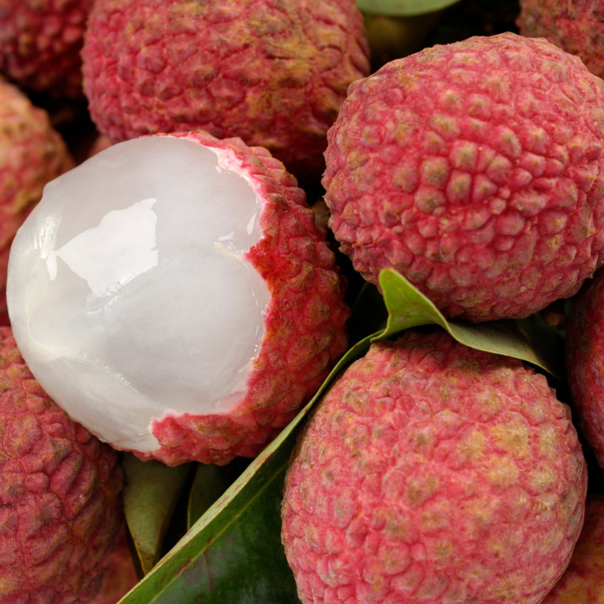 (No Ship to CA,HI,AK) Mauritius Lychee Tree for Planting | 2.5–3 Ft Live Potted Tropical Fruit Tree | Sweet Juicy Lychee Fruit for Home Gardens, Patios & Containers