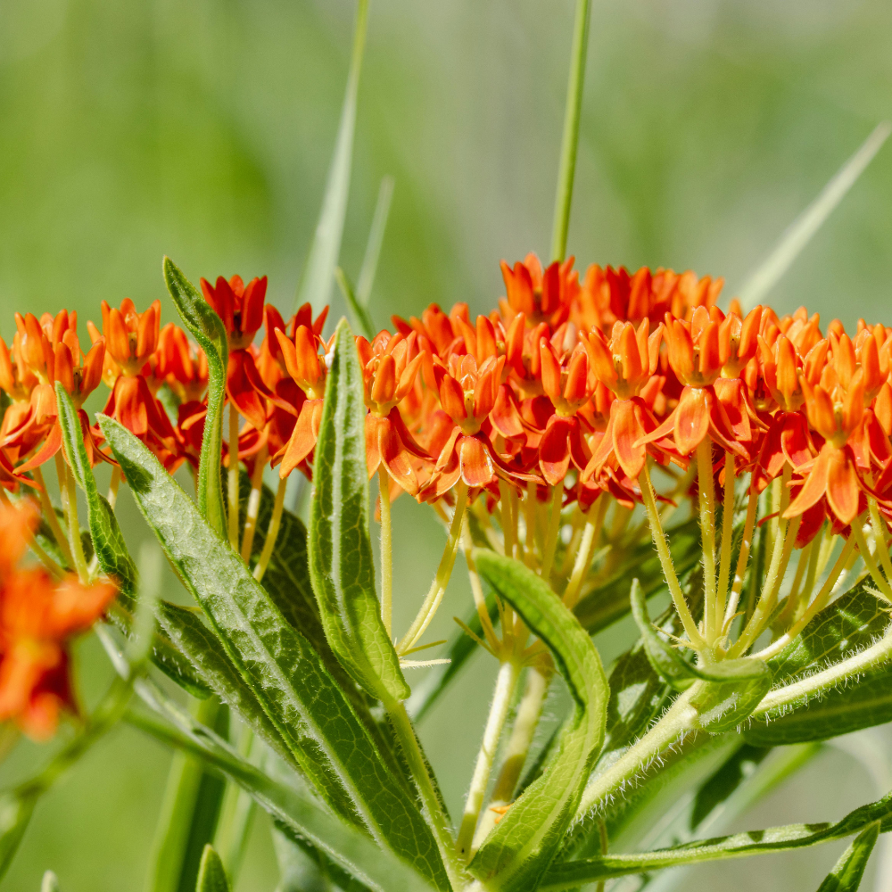 50 Pcs Blood Flower Milkweed Seeds for Planting Outdoors, Non-GMO Heirloom Tall Plants, Low Maintenance Red & Orange Blooms for Yard Borders