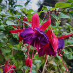 2 Fuchsia Plants Live, Gold and Red Foliage, 6-12 Inch Tall, Autumnale Variety, Trailing Flowering Plant, Ideal for Hanging Baskets
