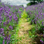English Lavender Plants Live Outdoor and Garden, 3-Inch Pot, Cold-Hardy English Lavender for Patios, Borders, and Pathways