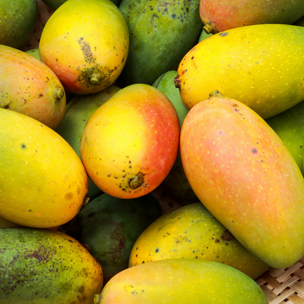 (No Ship to CA, HI, AK) Mallika Mango Tree Live Plant | Fruit Tree 2.5–3 Ft Tall for Planting| Premium Tropical Mango Plant for Patio Containers, Yard Planting & Garden Landscapes