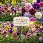 100 Pcs Columbine Seeds for Planting, Non-GMO Heirloom Double Mixed Seeds, Low Maintenance Cold-Hardy Ruffled Blooms for Partially Shaded Gardens