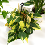 2 Heartleaf Philodendron Live Plant, 4 Inch Pot, Philodendron Cordatum Brasil, Indoor Trailing Plant for Home Office Decor, Bookcases and Easy Display