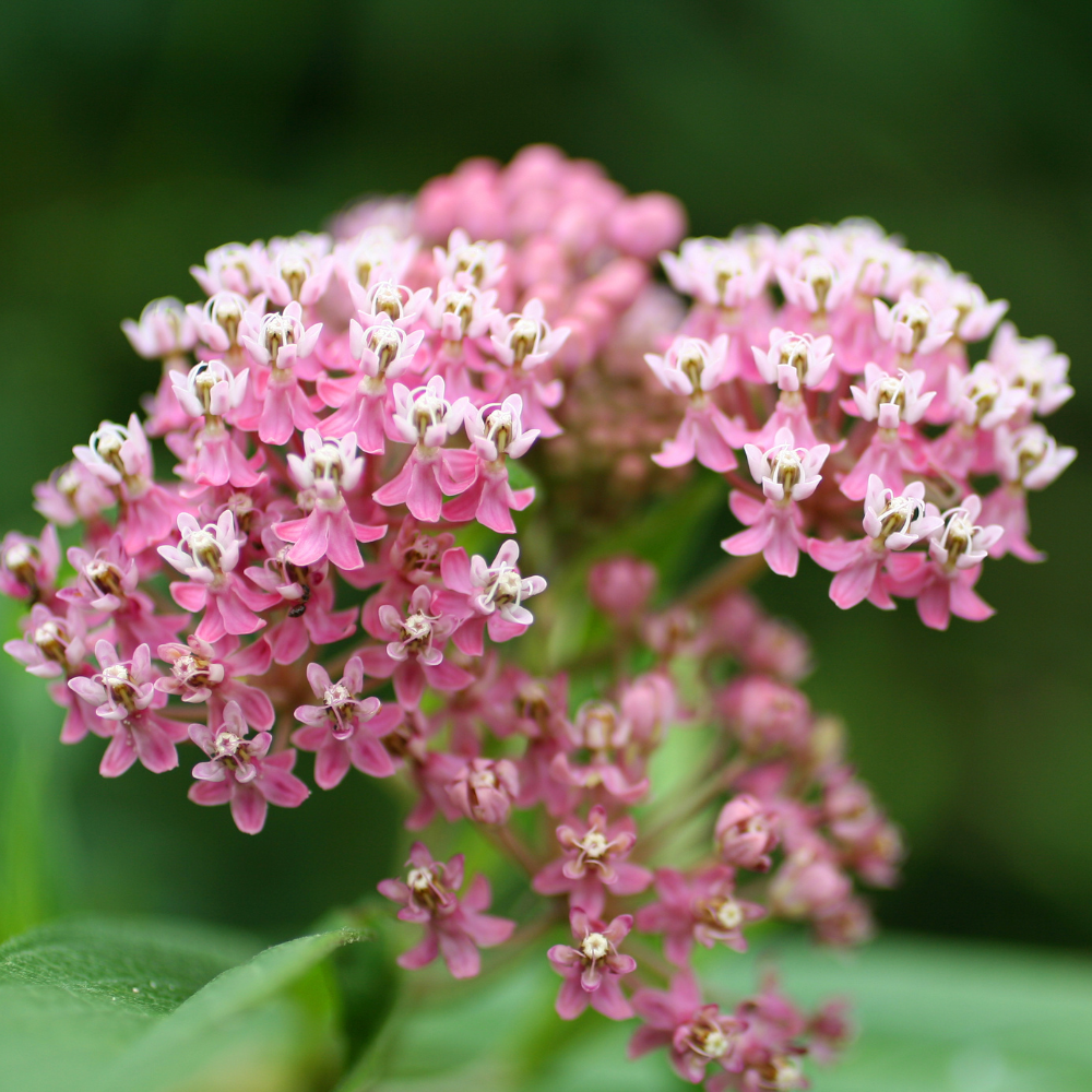 20 Pcs Milkweed Seeds for Planting, Prairie Heirloom, Vigorous Perennial Flowers Yielding Striking Blooms for Backyards