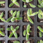 2 Rare Live Succulent Cactus Plants, Pickle Plant Delosperma Echinatum 2 Inch Potted, Unique Succulent for Indoor Display and Collections