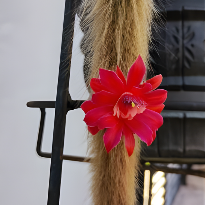 3 Monkey Tail Cactus Live Plant, 2 Inch Pot, Low Maintenance Exotic Succulent, Unique Soft White Spines for Bright Indirect Light