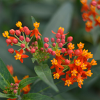 Milkweed Plants Live, Live Milkweed Plants, Size 4 Inch Tall, Bright Spring Blooms, Upright Growth for Garden Beds & Butterfly Gardens