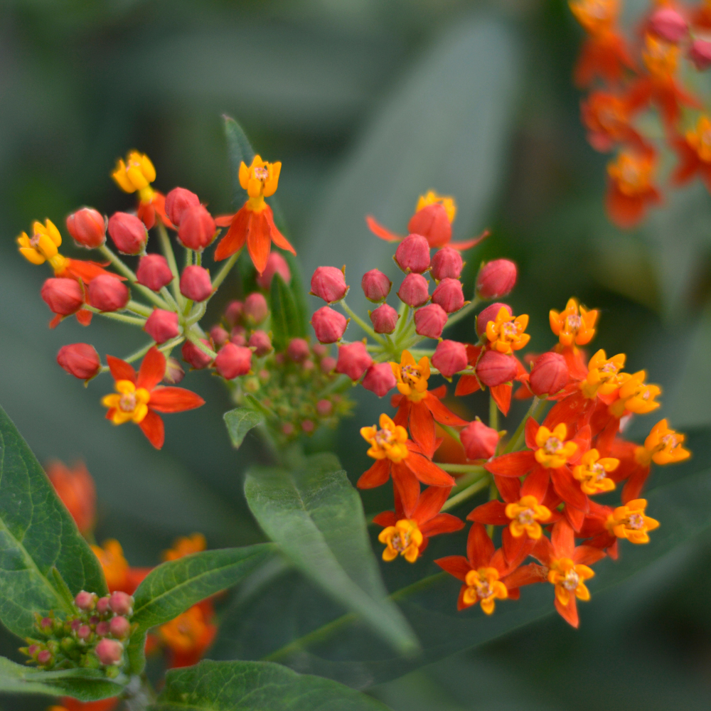 Milkweed Plants Live, Live Milkweed Plants, Size 4 Inch Tall, Bright Spring Blooms, Upright Growth for Garden Beds & Butterfly Gardens