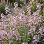 2500 Pcs Evening Scented Stock Seeds, Non-GMO Heirloom Fragrant Flowers, Low Maintenance Cold-Hardy Night Blooms for Yard Borders & Patios